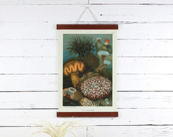 Sea Anemone - Poster Frame