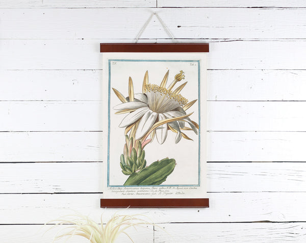 Cactus Flower - Poster Frame