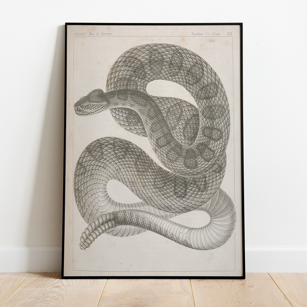 Snake - 12"x18" Poster