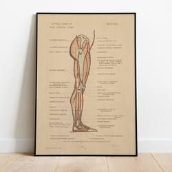 Anatomy - 12x18 Poster