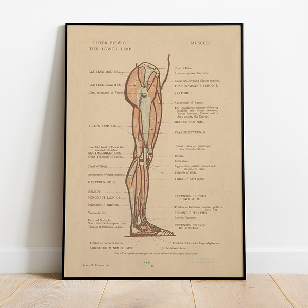 Anatomy - 12x18 Poster
