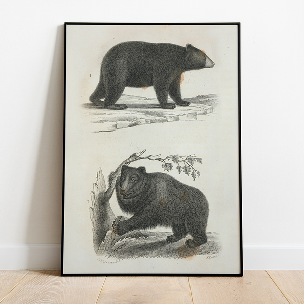 Bear - 12"x18" Poster