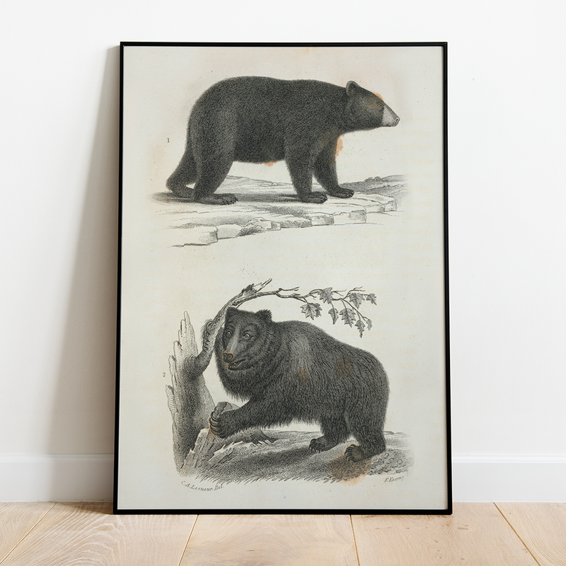 Bear - 12"x18" Poster