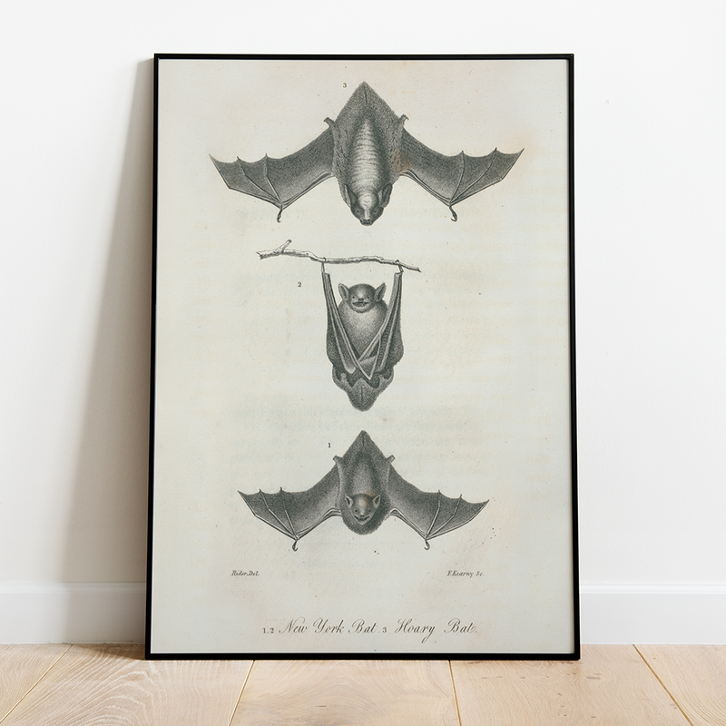 Bat - 12"x18" Poster