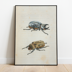 Beetles - 12"x18" Poster