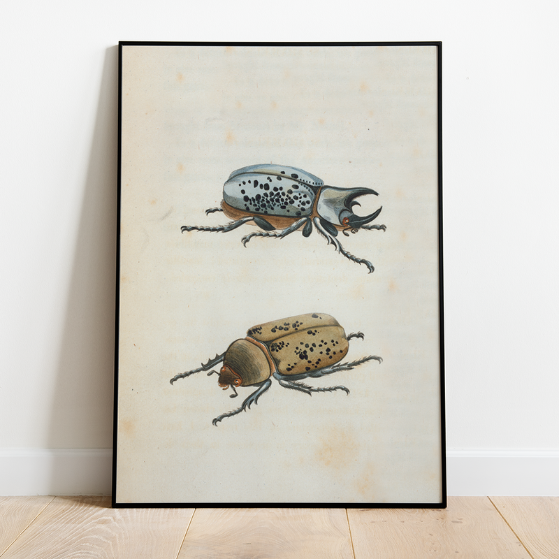 Beetles - 12"x18" Poster