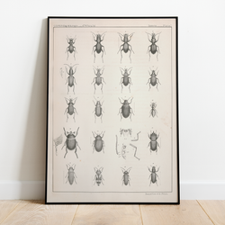 Bugs - 12"x18" Poster