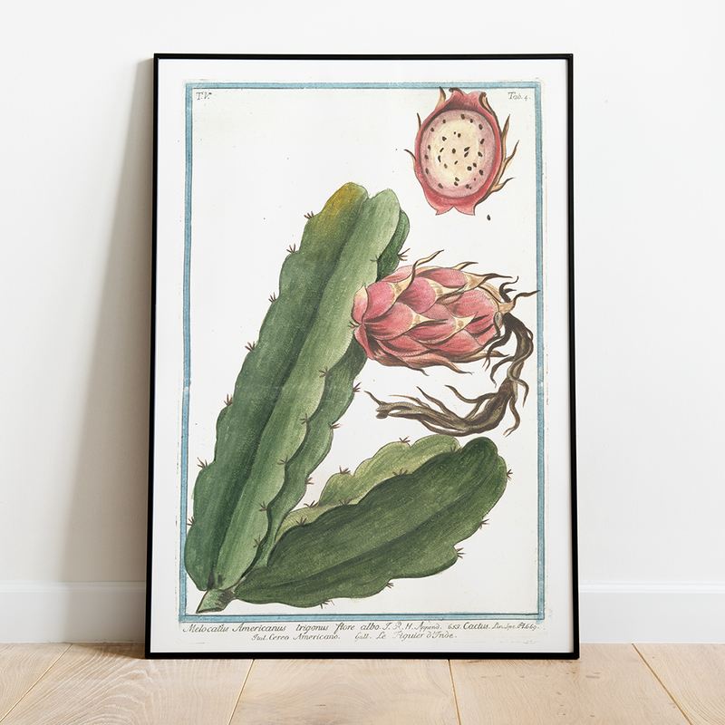 Cactus Fruit - 12"x18" Poster