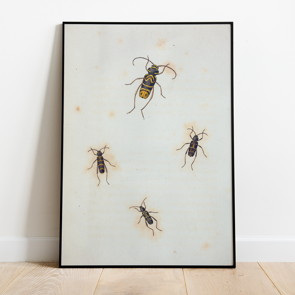 Insects - 12"x18" Poster