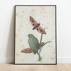 Moths - 12"x18" Poster