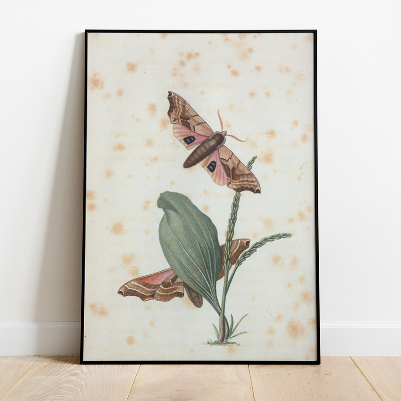 Moths - 12"x18" Poster
