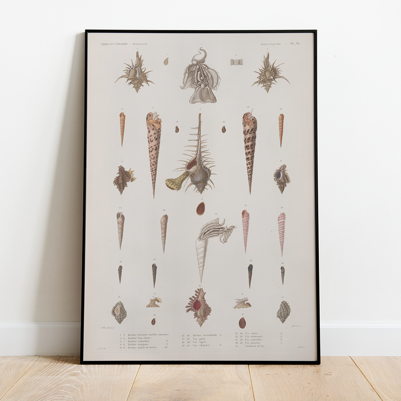 Sea Shells - 12"x18" Poster