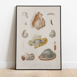 Snails - 12"x18" Poster