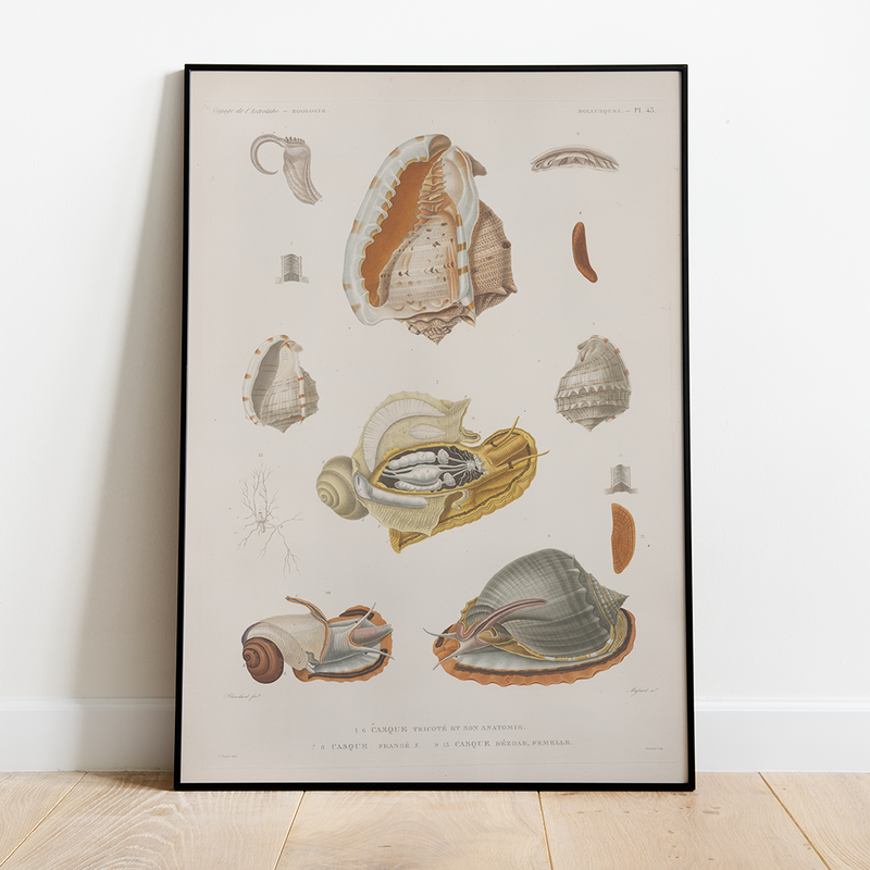 Snails - 12"x18" Poster