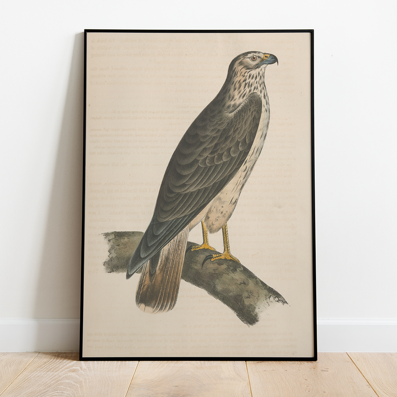 Bird - Poster Frame