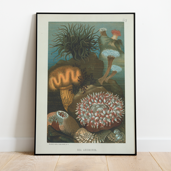 Sea Anemone - 12"x18" Poster