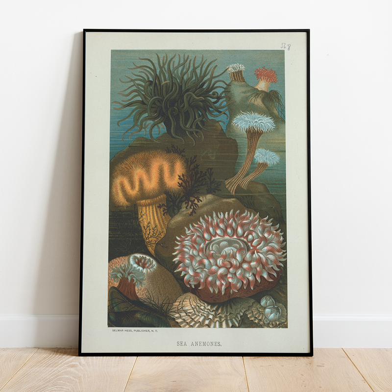 Sea Anemone - 12"x18" Poster