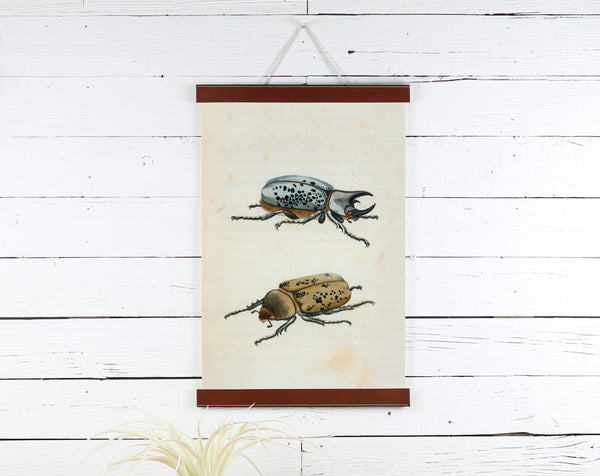 Beetles - Poster Frame