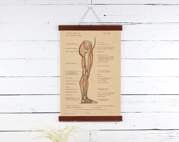 Anatomy - Poster Frame