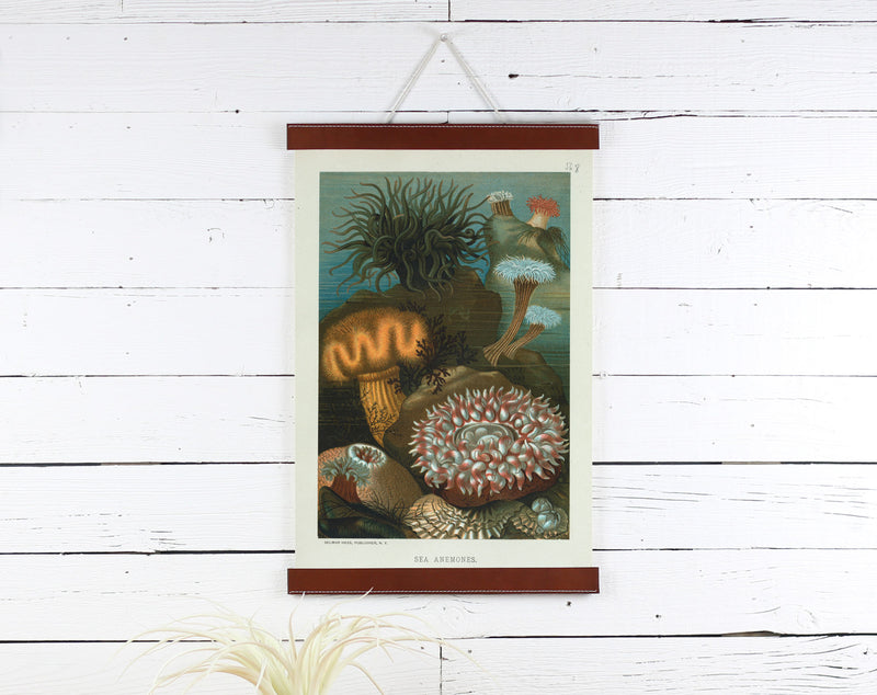 Sea Anemone - Poster Frame