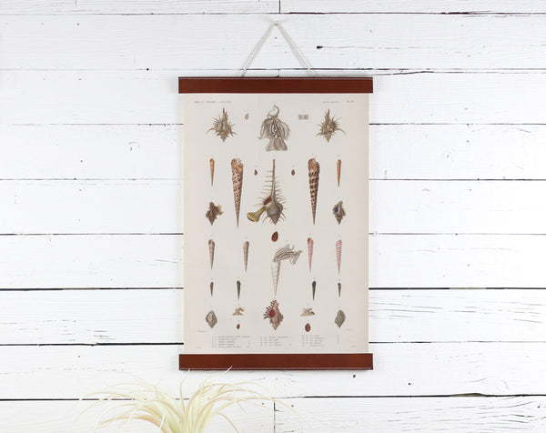 Sea Shells - Poster Frame