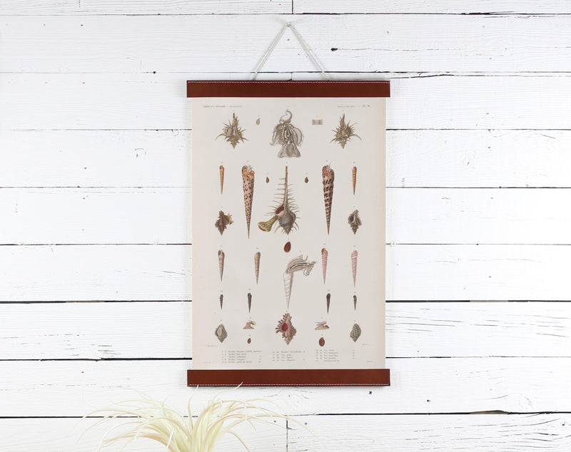 Sea Shells - Poster Frame