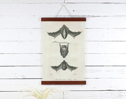 Bat - Poster Frame