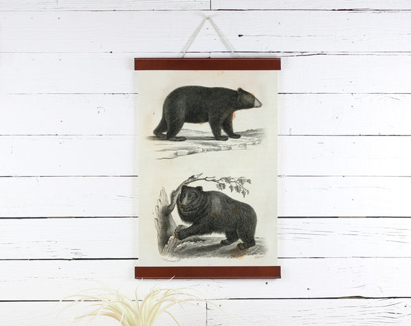 Bear - Poster Frame