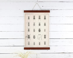 Bugs - Poster Frame