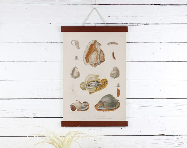 Snails - Poster Frame