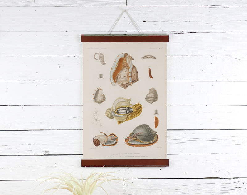 Snails - Poster Frame