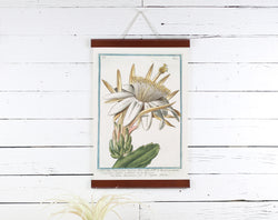 Cactus Flower - Poster Frame