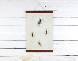 Insects - Poster Frame