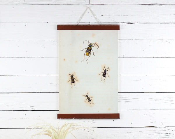 Insects - Poster Frame