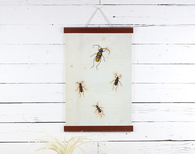 Insects - Poster Frame